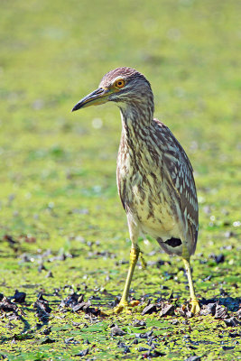 Black-crowned night heron Nycticorax nycticorax kvaka_MG_4483-11.jpg