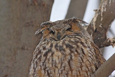Long-eared owl Asio otus mala uharica_MG_4980-11.jpg