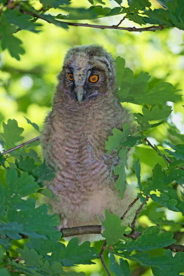 Young Long-eared owl mladi male uharice_MG_5266-11.jpg