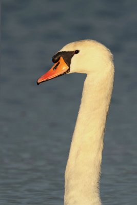 Swan neck labodji vrat_MG_9501-11.jpg