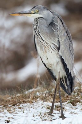 Grey heron Ardea cinerea siva čaplja_MG_9977-11.jpg