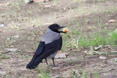 Hooded crow with food siva vrana s hrano_MG_8171-11.jpg