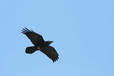Common raven Corvus corax krokar_MG_9414-11.jpg