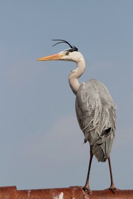 Heron in the wind čaplja v vetru_MG_0685-11.jpg