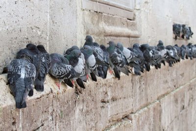 Feral pigeon Columba livia domestica domai golob_MG_0451-11.jpg