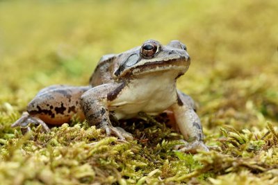 Agile frog Rana dalmatina rosnica_MG_1178-11.jpg