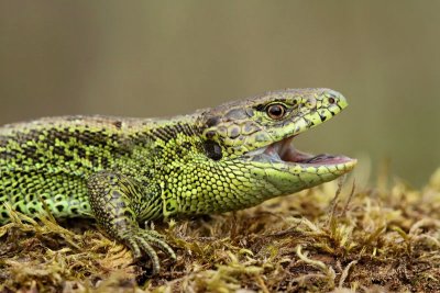 Sand lizard Lacerta agilis martinček_MG_1842-11.jpg