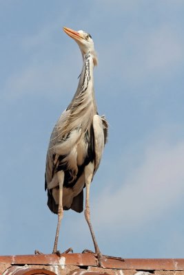 Grey heron Ardea cinerea siva čaplja_MG_0673-11.jpg