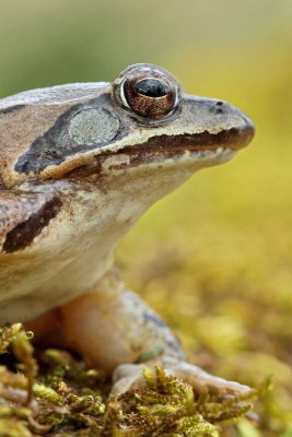 Portrait of agile frog portret rosnice_MG_1187-11.jpg