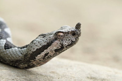 Nose-horned viper Vipera ammodytes modras_MG_2858-11.jpg