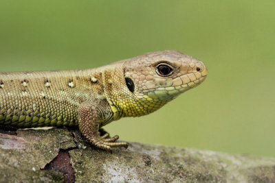 Young sand lizard mlad martinček_MG_1813-111.jpg