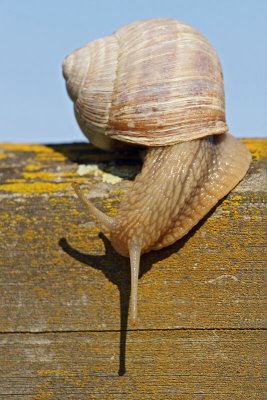 Roman snail Helix pomatia veliki vrtni pol_MG_2676-11.jpg