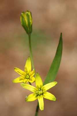 Yellow star-of-Bethlehem Gagea lutea rumena pasja čebulica_MG_1549-11.jpg