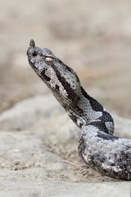 Male of nose-horned viper  modras, samec_MG_2890-11 2.jpg