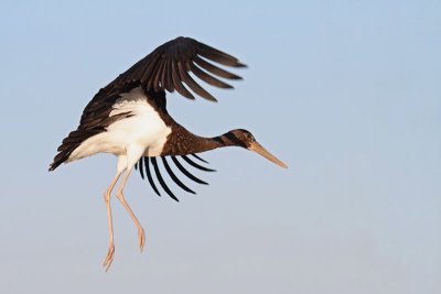 Black stork Ciconia nigra rna torklja_MG_5157-11.jpg