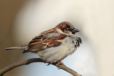House sparrow Passer domesticus domai vrabec_MG_9593-11.jpg