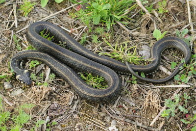 Grass snake Natrix natrix belouka_MG_2645-11.jpg