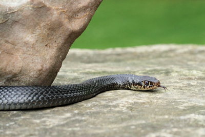 Western whip snake Hierophis viridiflavus črnica_MG_4641-11.jpg
