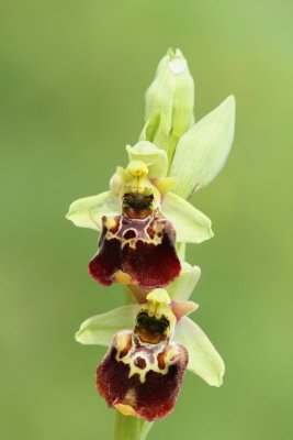 Late spider-orchid Ophrys holoserica čmrljeliko mačje uho_MG_4507-111.jpg