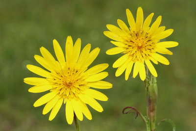 Meadow salsify Tragopogon pratensis travnika kozja brada_MG_4169-11.jpg