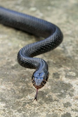 Western whip snake Hierophis viridiflavus črnica_MG_4605-11.jpg