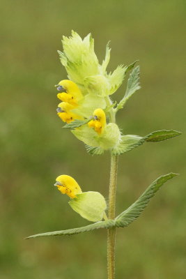 European yellowrattle Rhinanthus alectorolophus kosmati krobotec_MG_4184-11.jpg