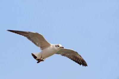Black-headed gull Chroicocephalus ridibundus rečni galeb_MG_0838-11.jpg