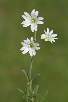 Field chickweed Cerastium arvense njivska smiljka_MG_4436-11.jpg