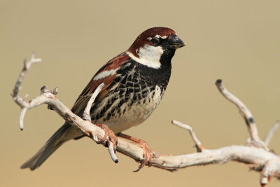 Spanish sparrow Passer hispaniolensis travniki vrabec_MG_6428-11.jpg