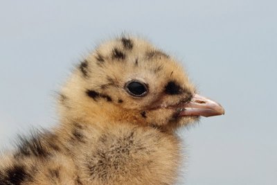 blackheaded_gull_larus_ridibundus