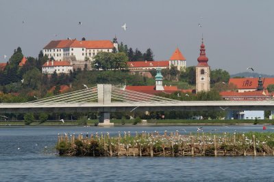 Lake Ptuj Ptujsko jezero_MG_3090-111.jpg