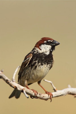 Spanish sparrow Passer hispaniolensis travniki vrabec_MG_6385-11.jpg