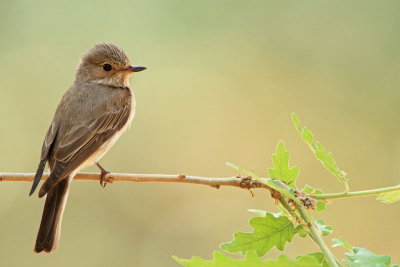 Spotted flycatcher Muscicapa striata sivi muhar _MG_7319-11.jpg