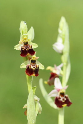 Late spider-orchid Ophrys holoserica mrljeliko maje uho_MG_4512-11.jpg