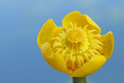 yellow_water_lily_nuphar_lutea_blatnik