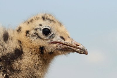 Young mladič_MG_5665-11.jpg