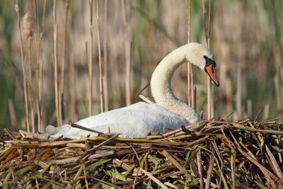 Swan on the nest labod na gnezdu_MG_5468-11.jpg