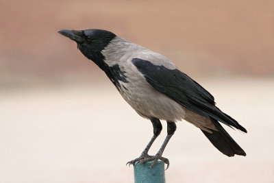 Hooded crow Corvus cornix siva vrana_MG_8071-111.jpg