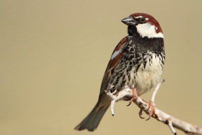 Spanish sparrow Passer hispaniolensis travniki vrabec_MG_6382-11.jpg