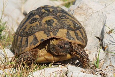 Hermann's tortoise Eurotestudo hermanni hercegovinensis grka elva_MG_6036-11.jpg