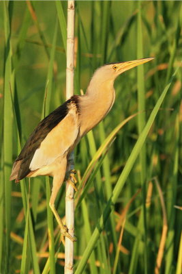 Little bittern Ixobrychus minutus apljica_MG_6973-11.jpg