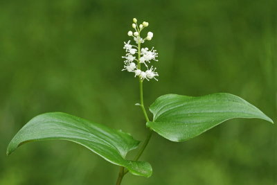 False lily of the valley Maianthemum bifolium dvolistna senica_MG_5548-11.jpg