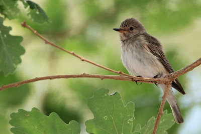 Spotted flycatcher Muscicapa striata sivi muhar_MG_7289-11.jpg