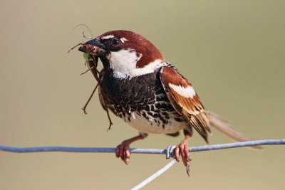 Spanish sparrow Passer hispaniolensis travniki vrabec_MG_6345-111.jpg