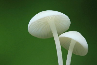 Porcelain mushroom  Oudemansiella mucida sluzasta �irokolistka_MG_8021-11.jpg
