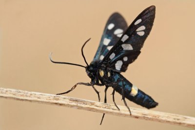 Nine-spotted moth Amata phegea ivanjska ptiica_MG_6154-11.jpg