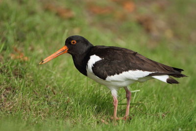 Eurasian oystercatcher Haematopus ostralegus koljkarica_MG_8571-11.jpg