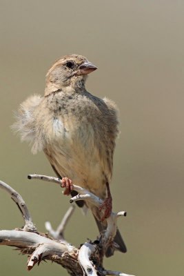 Female spanish sparrow samica panskega vrabca_MG_6134-11.jpg