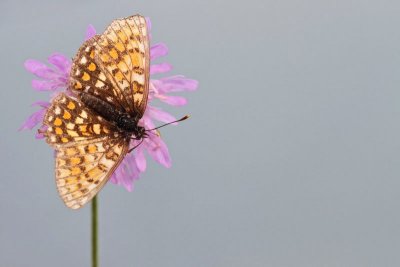 Heath fritillary Melitaea athalia navadni pisanek_MG_7900-11.jpg