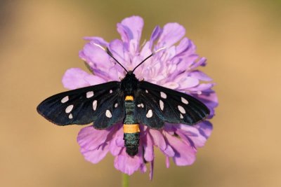 Nine-spotted moth Amata phegea ivanjska ptièica_MG_8891-11.jpg